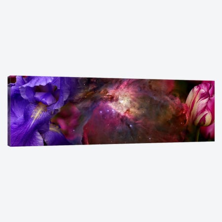 Close-up of galaxy with iris and tulips flowers Canvas Print #PIM9951} by Panoramic Images Canvas Art