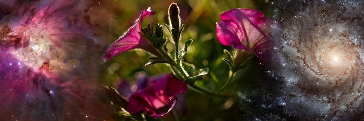 Close-up of flowers and universe