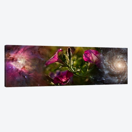 Close-up of flowers and universe Canvas Print #PIM9952} by Panoramic Images Canvas Wall Art