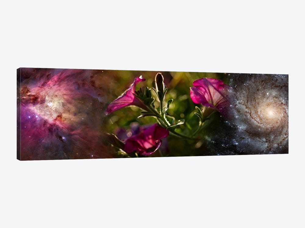 Close-up of flowers and universe by Panoramic Images 1-piece Canvas Wall Art
