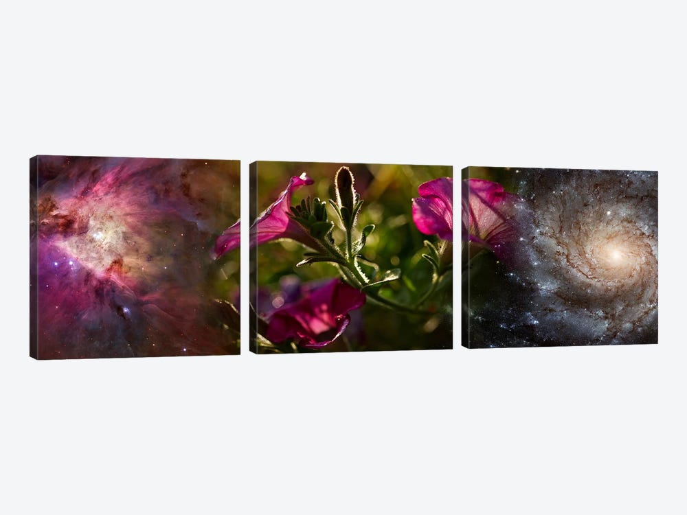 Close-up of flowers and universe by Panoramic Images 3-piece Canvas Art