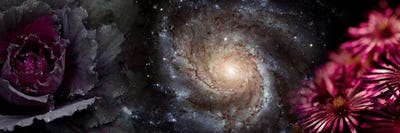 Cabbage with galaxy and pink flowers by Panoramic Images canvas print