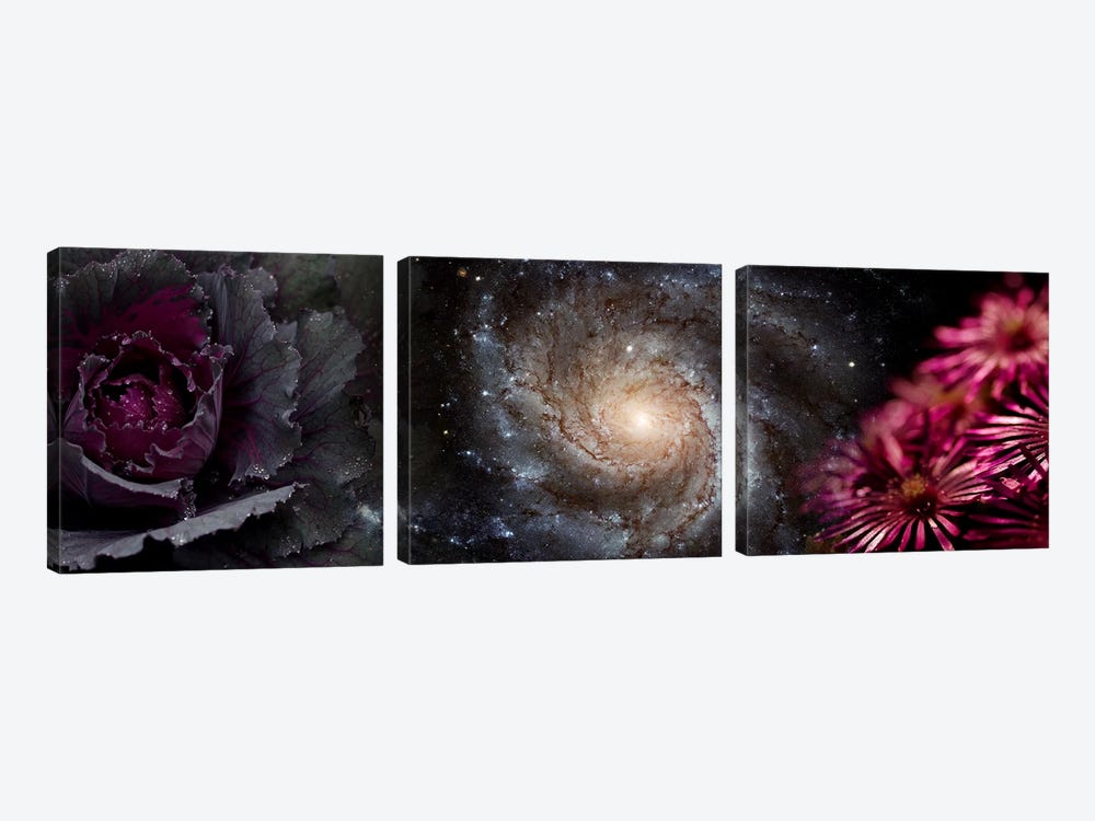 Cabbage with galaxy and pink flowers by Panoramic Images 3-piece Canvas Wall Art