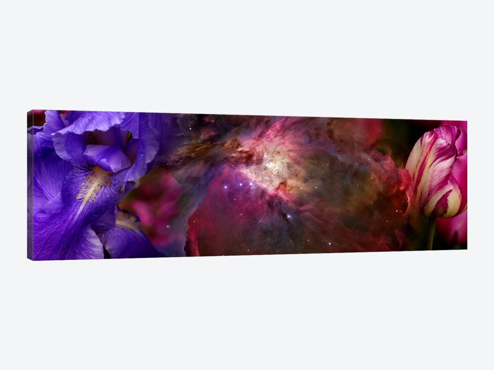 Close-up of Hubble galaxy with iris and tulip flowers by Panoramic Images 1-piece Canvas Print