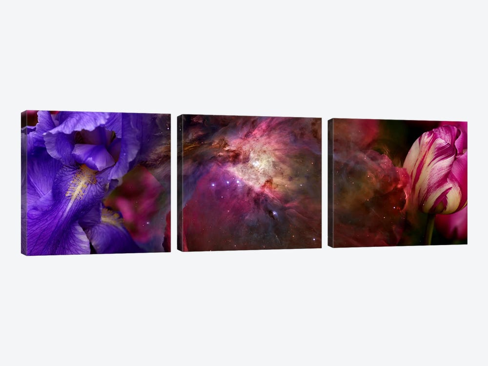 Close-up of Hubble galaxy with iris and tulip flowers by Panoramic Images 3-piece Art Print