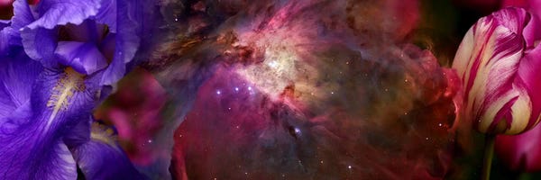 Irises: Close-up of Hubble galaxy with iris and tulip flowers by Panoramic Images
