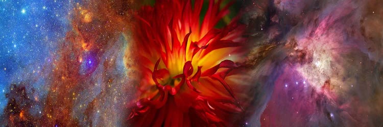 Hubble galaxy with red chrysanthemums