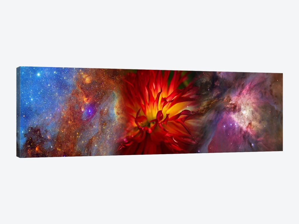 Hubble galaxy with red chrysanthemums 1-piece Canvas Print