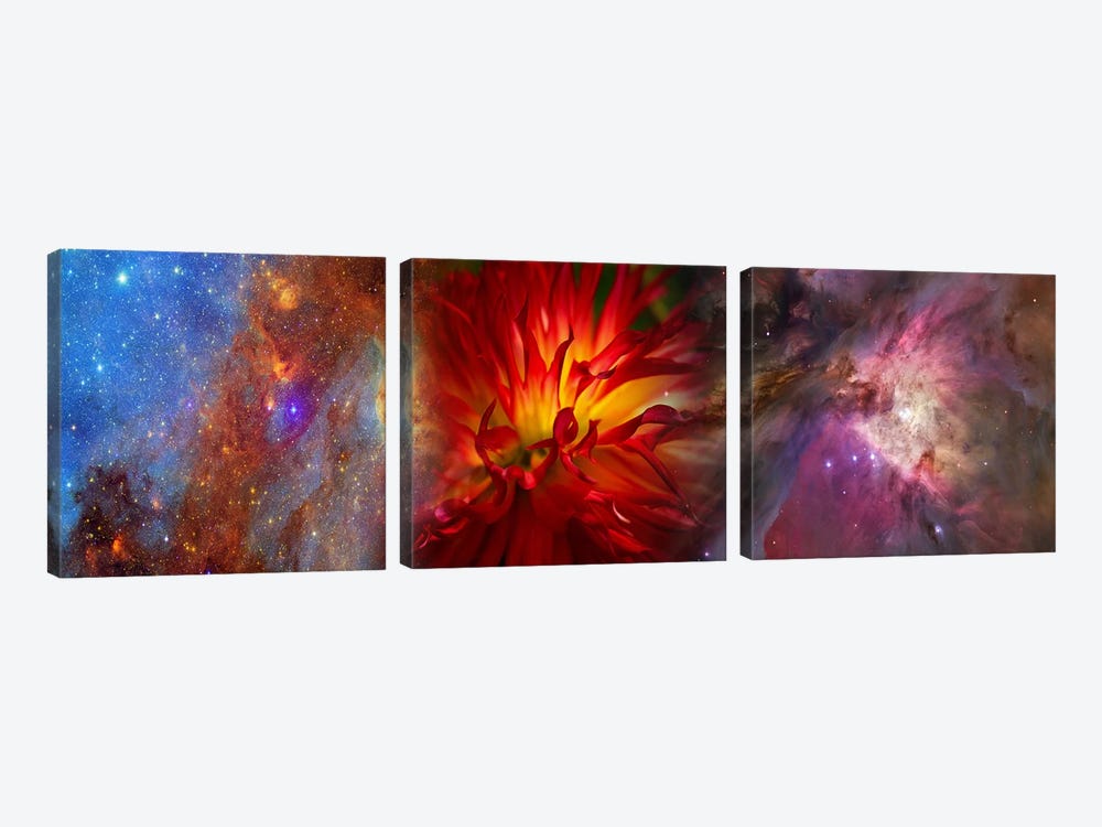 Hubble galaxy with red chrysanthemums by Panoramic Images 3-piece Canvas Art Print