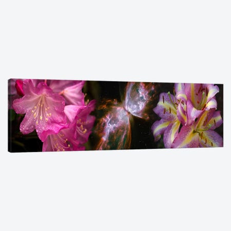 Butterfly nebula with iris and pink flowers Canvas Print #PIM9960} by Panoramic Images Canvas Art Print