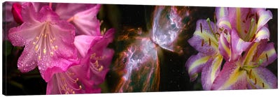 Butterfly nebula with iris and pink flowers Canvas Art Print - Galaxy Art