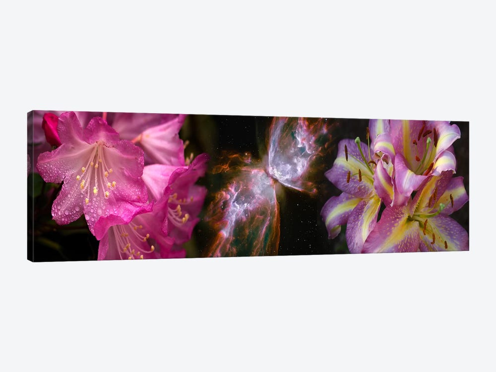 Butterfly nebula with iris and pink flowers by Panoramic Images 1-piece Canvas Print