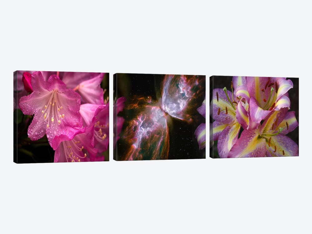 Butterfly nebula with iris and pink flowers by Panoramic Images 3-piece Canvas Art Print