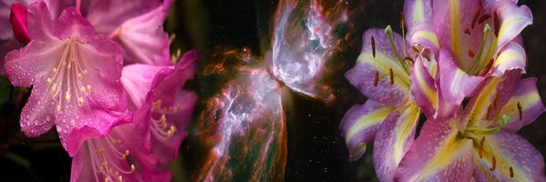 Irises: Butterfly nebula with iris and pink flowers by Panoramic Images