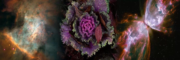 Cabbage with butterfly nebula