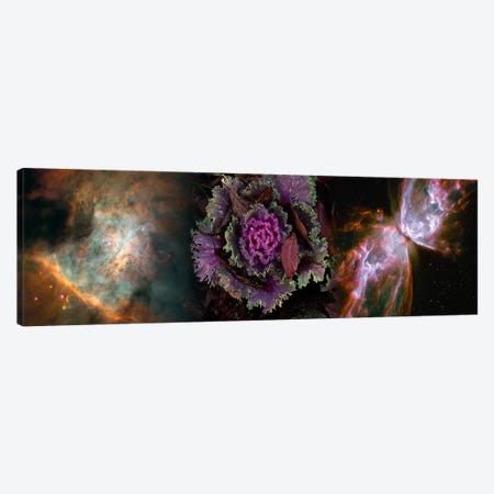Cabbage with butterfly nebula Canvas Print #PIM9961} by Panoramic Images Canvas Art Print