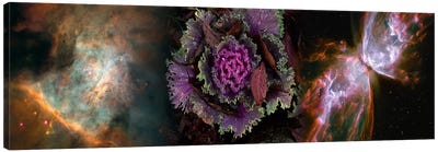 Cabbage with butterfly nebula Canvas Art Print - Nebula Art