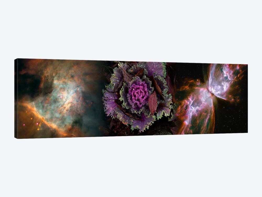 Cabbage with butterfly nebula by Panoramic Images 1-piece Canvas Artwork