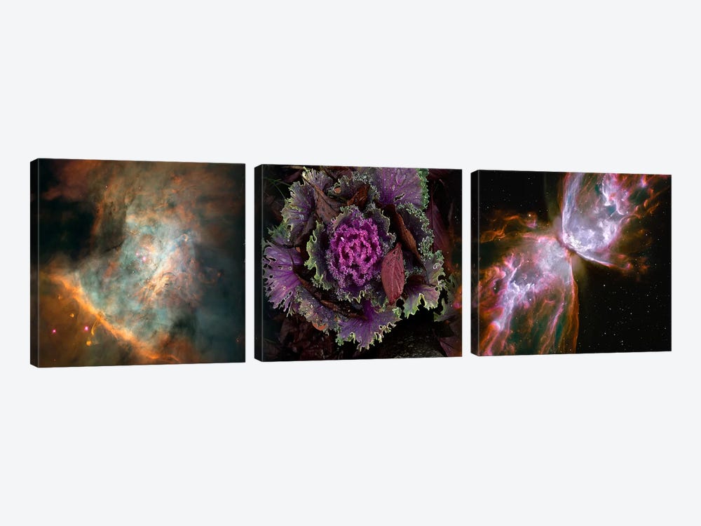 Cabbage with butterfly nebula by Panoramic Images 3-piece Canvas Art
