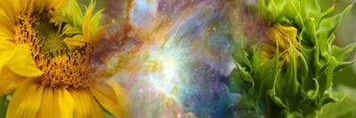 Two sunflowers with gaseous nebula by Panoramic Images acrylic art print