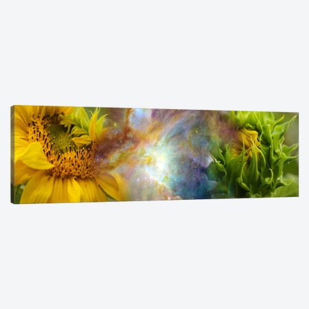 Two sunflowers with gaseous nebula Canvas Print #PIM9962} by Panoramic Images Art Print