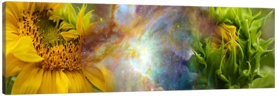 Two sunflowers with gaseous nebula Canvas Art Print - Nebula Art