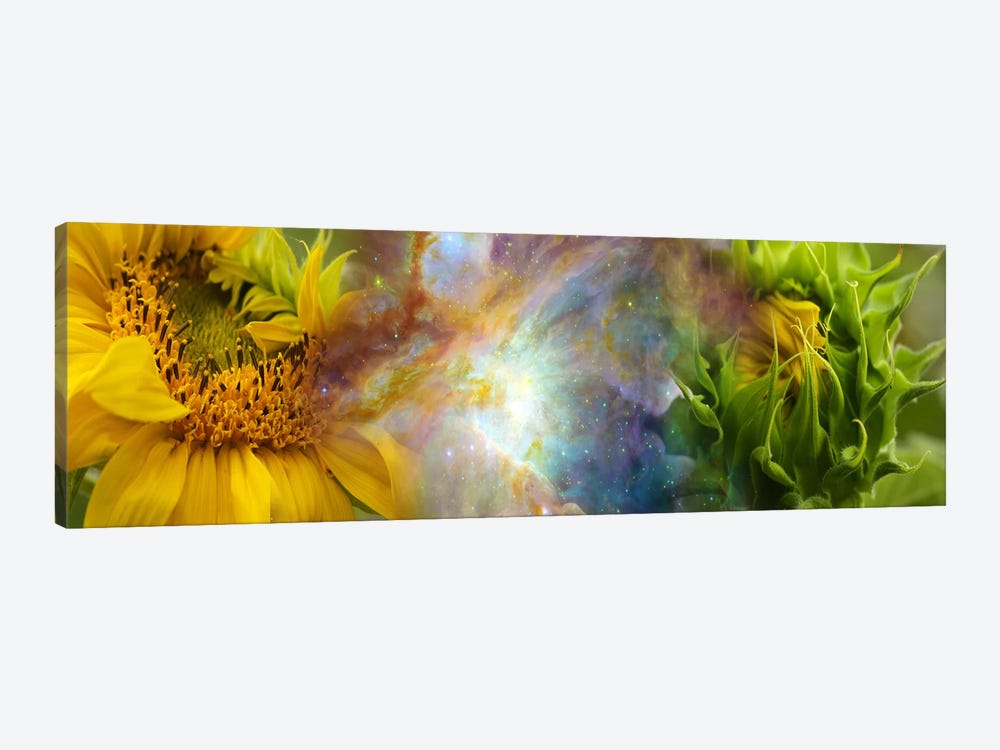 Two sunflowers with gaseous nebula by Panoramic Images 1-piece Canvas Print