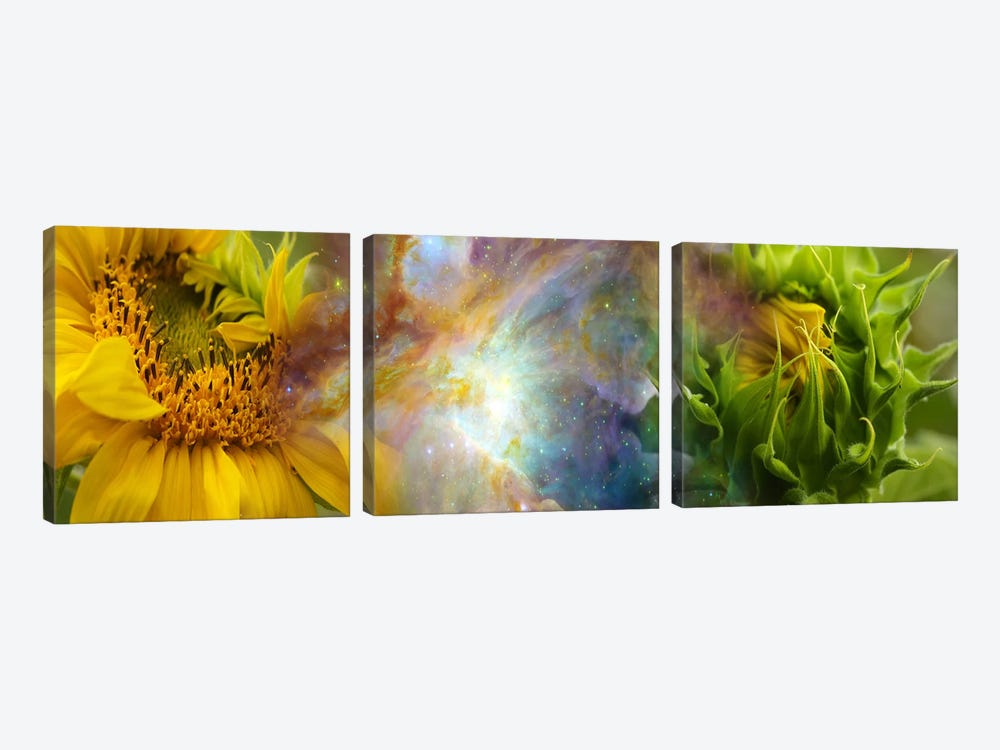 Two sunflowers with gaseous nebula by Panoramic Images 3-piece Canvas Art Print