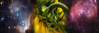 Sunflower in the Hubble cosmos by Panoramic Images multi panel art