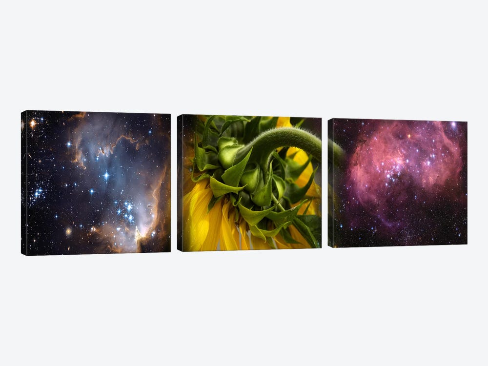 Sunflower in the Hubble cosmos by Panoramic Images 3-piece Canvas Art