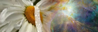 Daisy with Hubble cosmos by Panoramic Images multi panel art