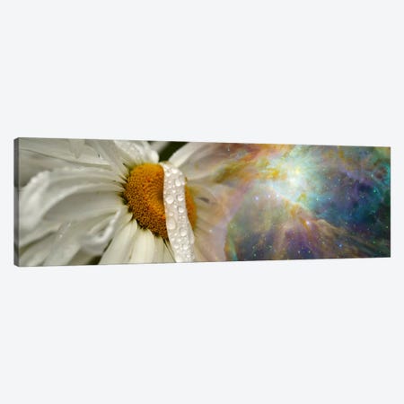 Daisy with Hubble cosmos Canvas Print #PIM9964} by Panoramic Images Canvas Wall Art