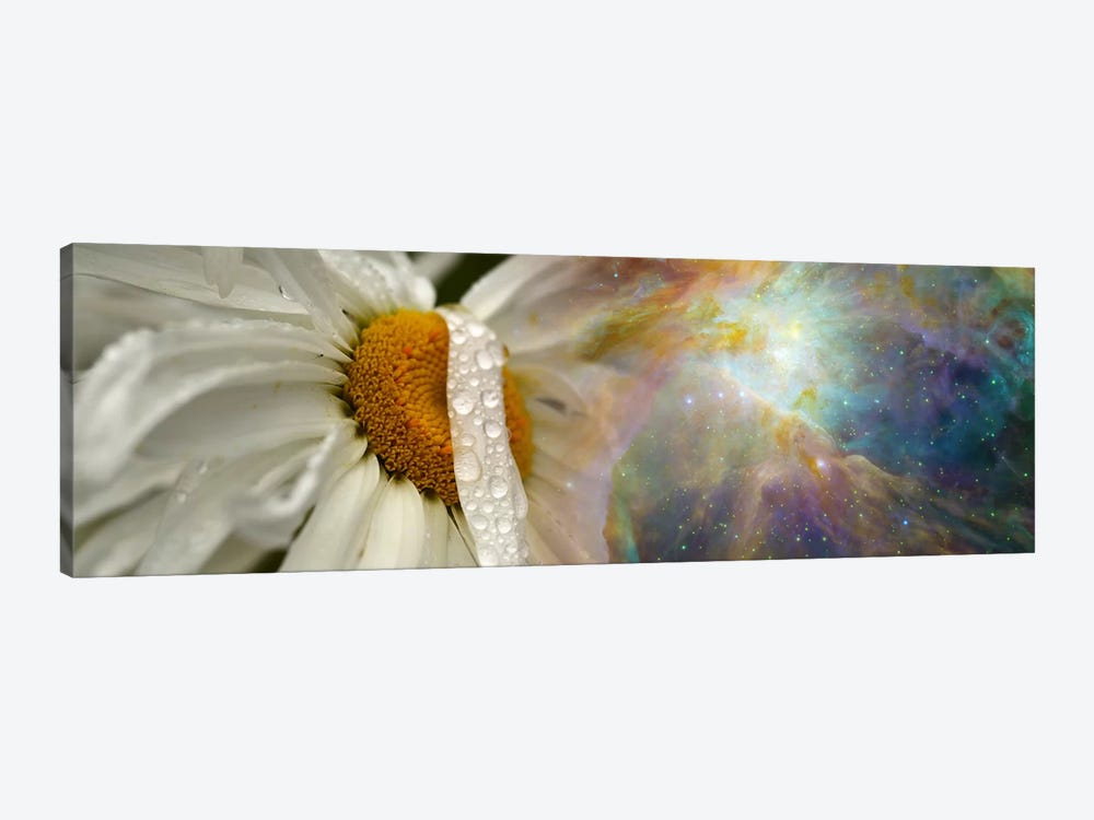 Daisy with Hubble cosmos by Panoramic Images 1-piece Art Print