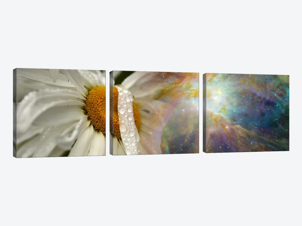 Daisy with Hubble cosmos by Panoramic Images 3-piece Canvas Art Print