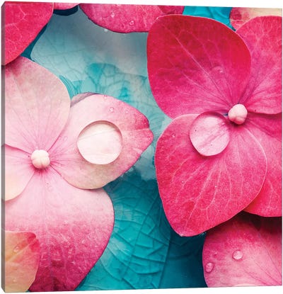 Pink Flowers Canvas Art Print - Spa