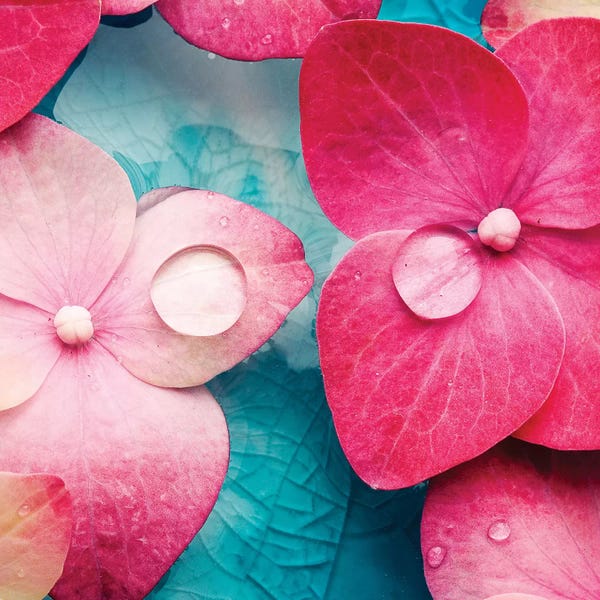 Nature Close-Ups: Pink Flowers by PhotoINC Studio