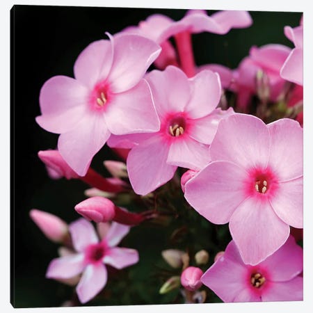Pink Flowers I Canvas Print #PIS101} by PhotoINC Studio Canvas Print