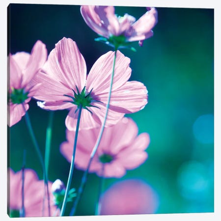 Pink Flowers II Canvas Print #PIS102} by PhotoINC Studio Canvas Print