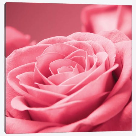 Pink Rose I Canvas Print #PIS103} by PhotoINC Studio Canvas Print