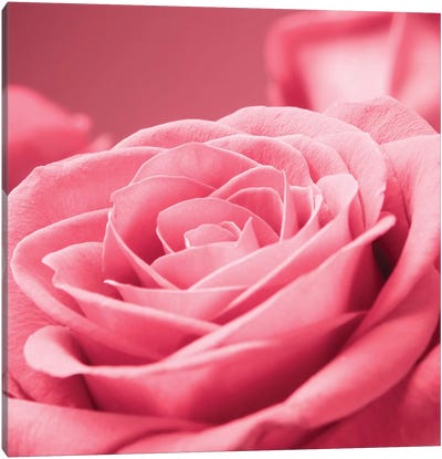 Pink Rose I Canvas Art Print - Rose Art