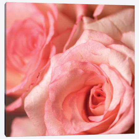 Pink Rose II Canvas Print #PIS104} by PhotoINC Studio Canvas Art