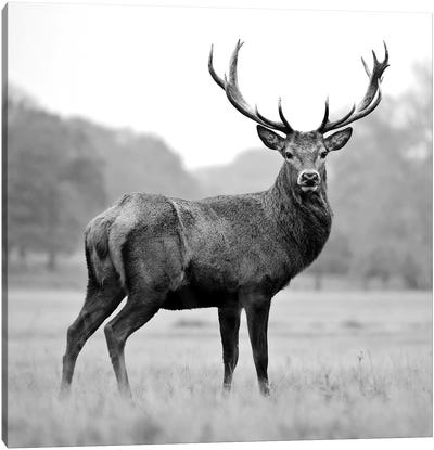 Proud Deer Canvas Art Print - Black & White Animal Art