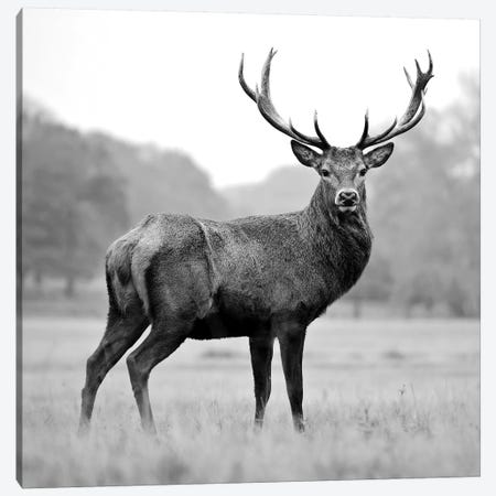 Proud Deer Canvas Print #PIS105} by PhotoINC Studio Canvas Artwork