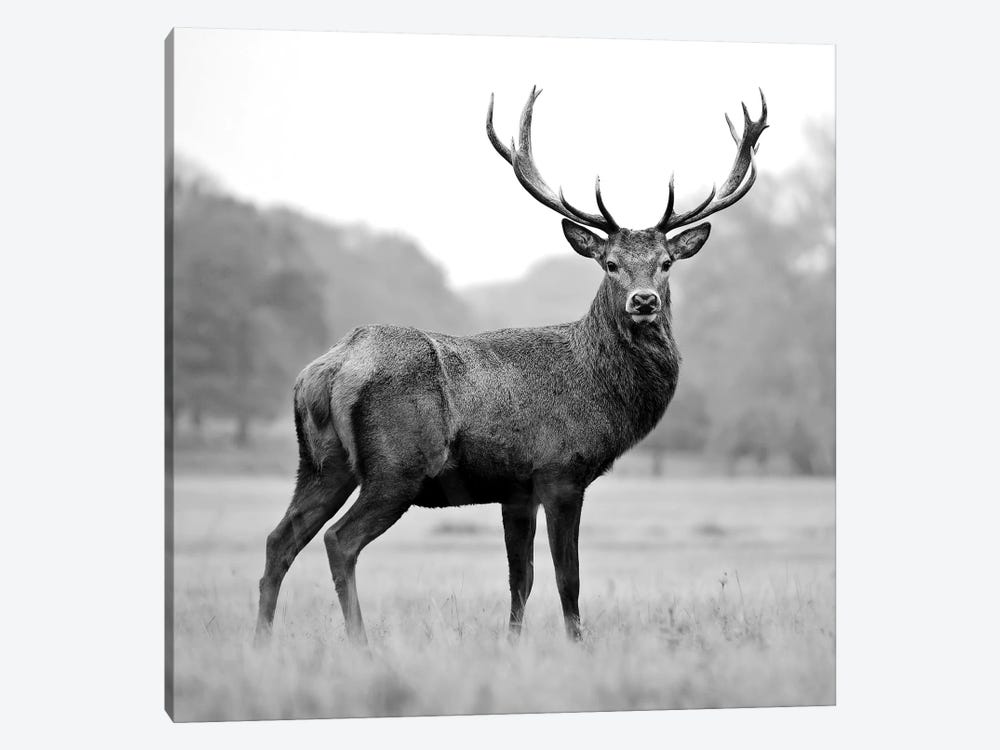 Proud Deer by PhotoINC Studio 1-piece Art Print