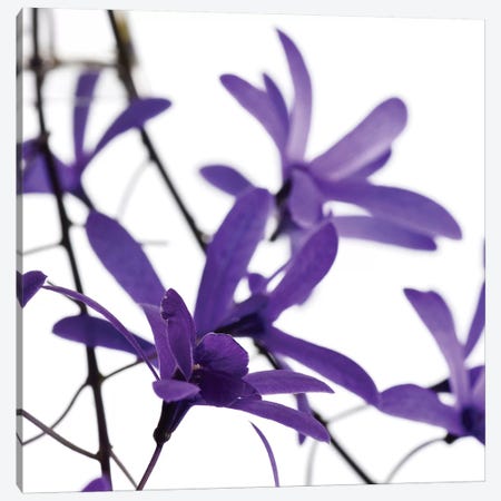 Purple Blossom I Canvas Print #PIS106} by PhotoINC Studio Canvas Art