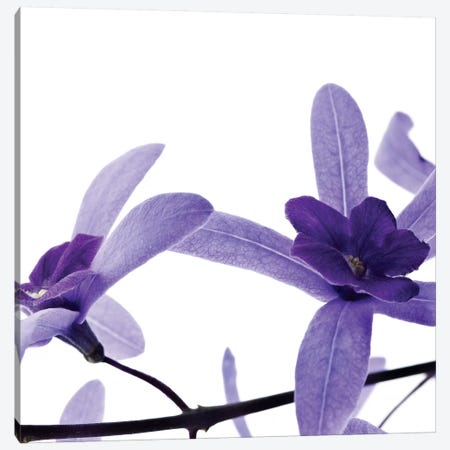 Purple Blossom II Canvas Print #PIS107} by PhotoINC Studio Canvas Wall Art