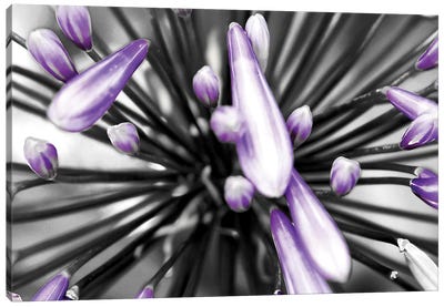 Purple Flower Canvas Art Print - Color Pop Photography