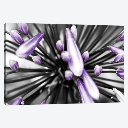 Purple Flower Canvas Print #PIS108} by PhotoINC Studio Canvas Art Print