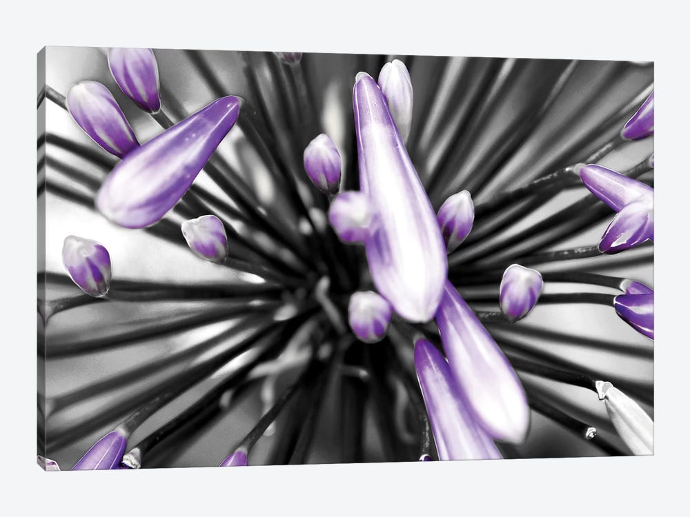 Purple Flower by PhotoINC Studio 1-piece Canvas Artwork