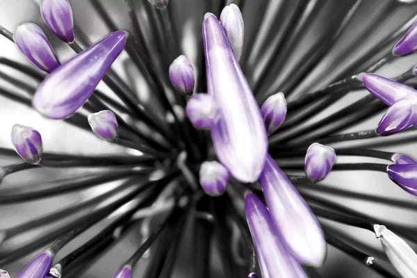 Color Pop Photography: Purple Flower by PhotoINC Studio